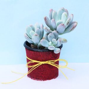 Beauty-Pachyphytum-Oviferum-Plant