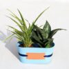 Best-Indoor Chlorophytum and Sansevieria Plant