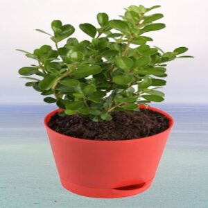 Boxwood-Buxus-Plant