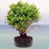 Chinese-Banyan-Bonsai-Plant