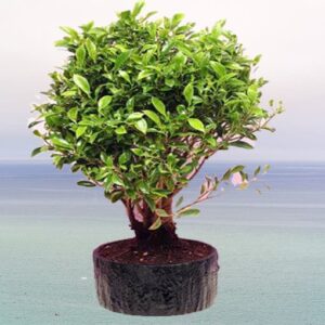 Chinese-Banyan-Bonsai-Plant