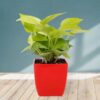 Classic-Golden-Money-Plant