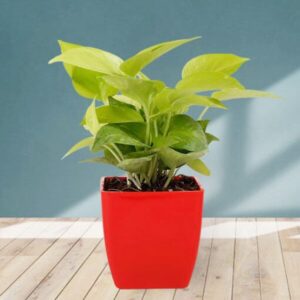 Classic-Golden-Money-Plant