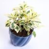 Cobalt Ficus Starlight