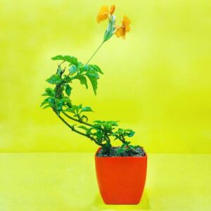 Crossandra