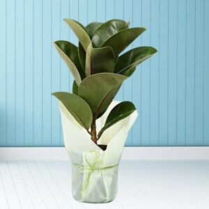 Delightful-Rubber-Plant