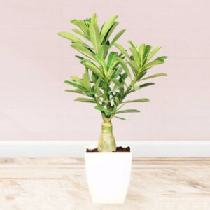 Desert Rose In Customised Pot