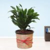 Dracena-Compacta-Plant