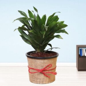 Dracena-Compacta-Plant