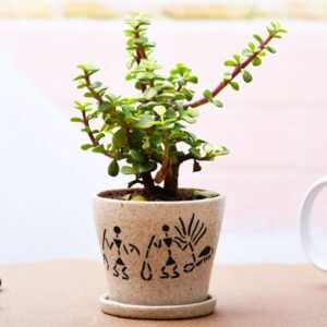 Enchanting Jade plant for Memorable Moments