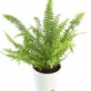 Fern-Green-Small-Plant
