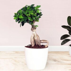 Ficus-Bonsai-Plant