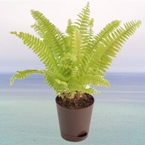 Golden Fern Plant