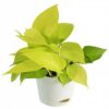 Golden Money Plant