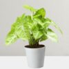 Golden Money Plant
