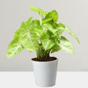 Golden Money Plant
