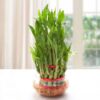 Good Luck Three Layer Bamboo Plant