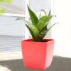 Green Sansevieria Plant