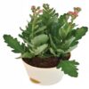 Kalanchoe Pink Plant