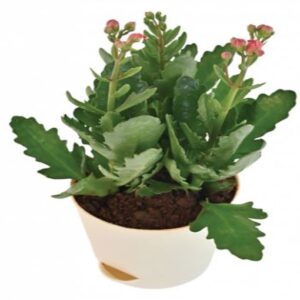 Kalanchoe Pink Plant