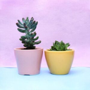 Lovely Pachyphytum Hookeri with Hawriotha Plant