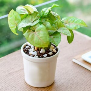 Lovely Syngonium In Ceramic Pot