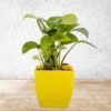 Lucky Golden Money Plant