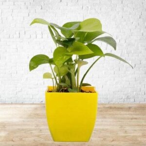 Lucky Golden Money Plant