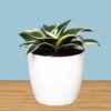 MILT Sansevieria Air Purifying Plant