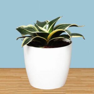 MILT Sansevieria Air Purifying Plant