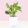 Money Plant In Personalised Awesome Mug