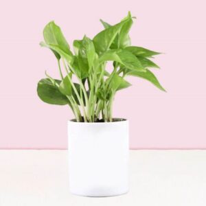 Money Plant In Personalised Awesome Mug