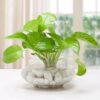 Money Plant Terrarium