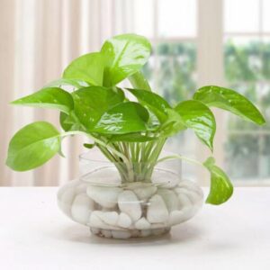 Money Plant Terrarium