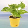 Money Plant Variegated