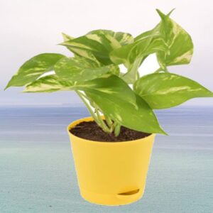 Money Plant Variegated