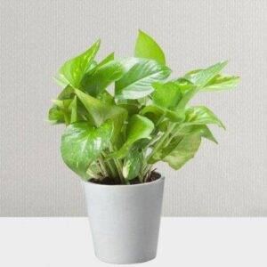 Money Plant for Prosperity