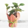 Peperomia Plant