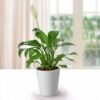 Potted Peace Lily Plant