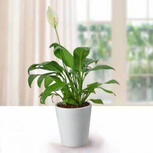 Potted Peace Lily Plant