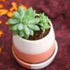Prosperity Plant in Ceramic Pot