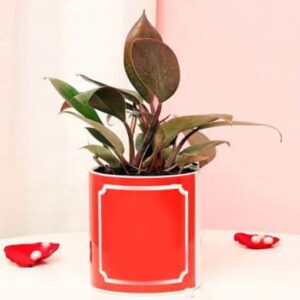 Red Leo Philodendron Plant