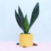 Refreshing Snake Plant