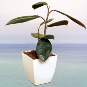 Rubber Small Plant
