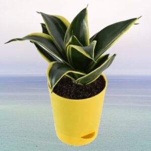 Sansevieria Golden Hahnii Plant