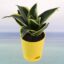 Sansevieria Golden Hahnii Plant