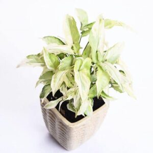 Sepia white Syngonium