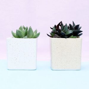 Set of 2 Hawrothia Plants
