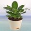 Spathiphyllum Sensation Plant
