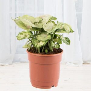 Syngonium Plant